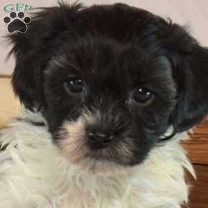Penelope, Shih-Poo Puppy
