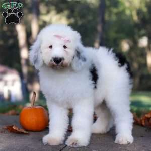 Penny, Sheepadoodle Puppy