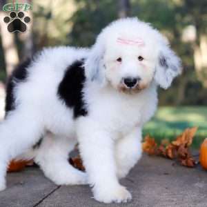 Penny, Sheepadoodle Puppy