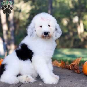 Penny, Sheepadoodle Puppy