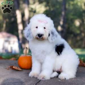 Penny, Sheepadoodle Puppy