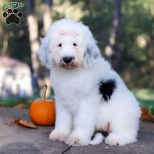 Penny, Sheepadoodle Puppy