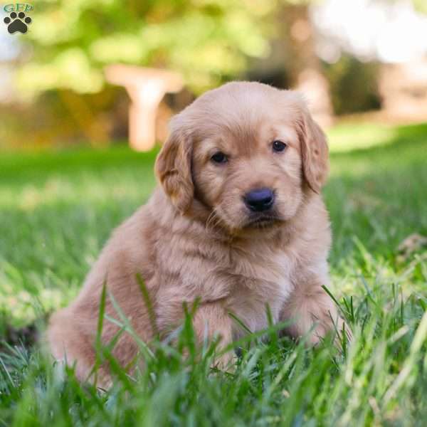 Penny, Golden Retriever Puppy