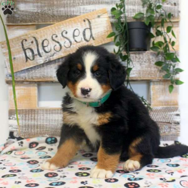 Penny, Bernese Mountain Dog Puppy