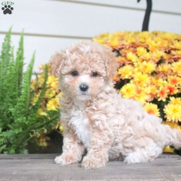 Penny, Maltipoo Puppy