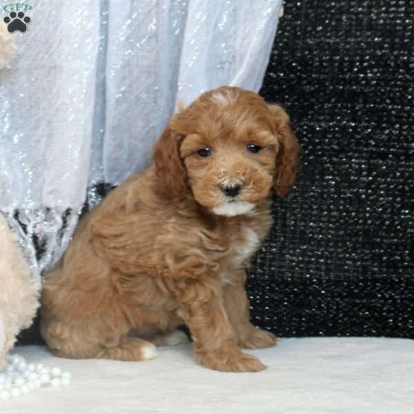 Penny, Miniature Poodle Puppy