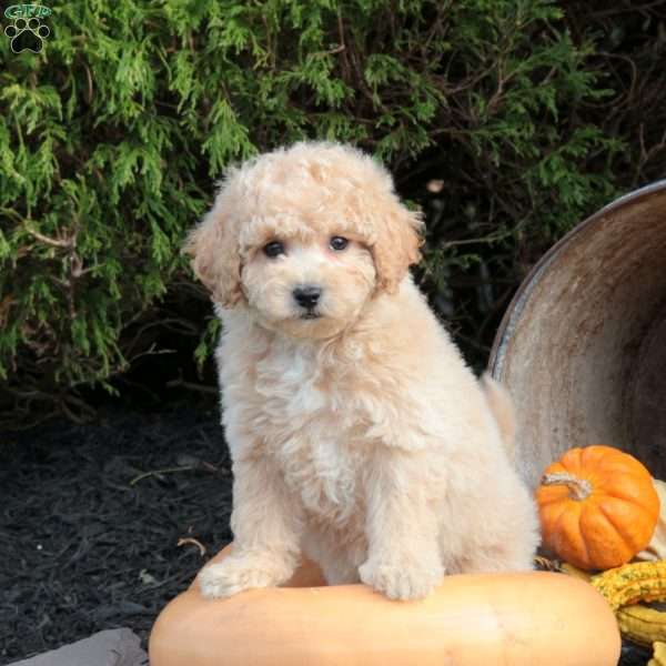 Penny, Bich-Poo Puppy