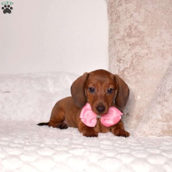 Penny – Mini, Dachshund Puppy