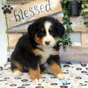 Penny, Bernese Mountain Dog Puppy