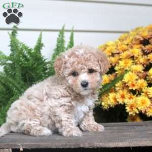 Penny, Maltipoo Puppy