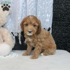 Penny, Miniature Poodle Puppy