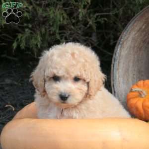 Penny, Bich-Poo Puppy