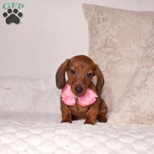 Penny – Mini, Dachshund Puppy