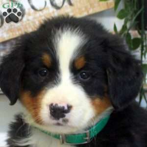 Penny, Bernese Mountain Dog Puppy