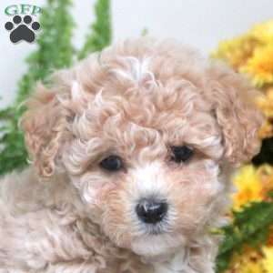 Penny, Maltipoo Puppy