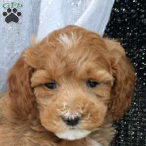 Penny, Miniature Poodle Puppy