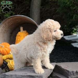 Penny, Bich-Poo Puppy