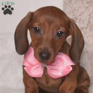 Penny – Mini, Dachshund Puppy