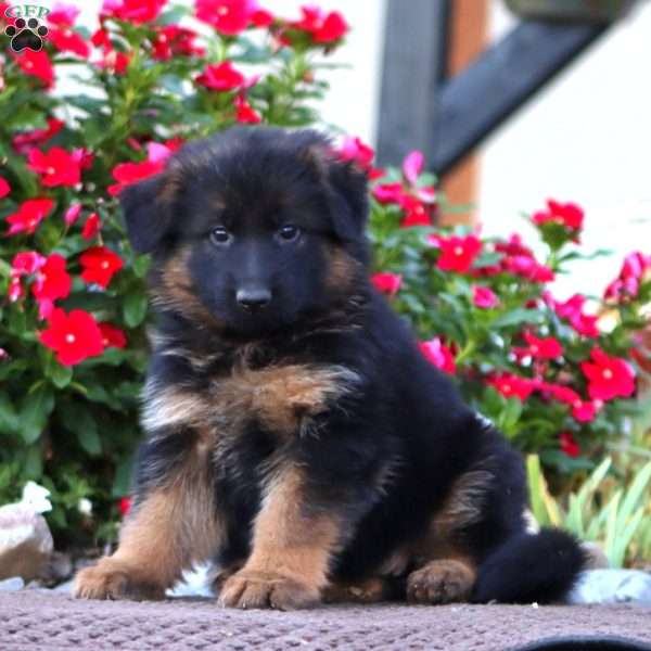 Penny, German Shepherd Puppy