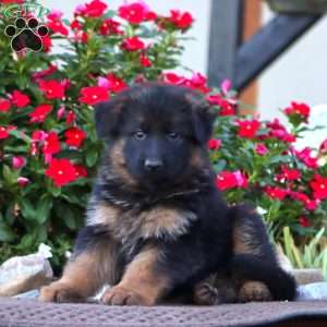 Penny, German Shepherd Puppy