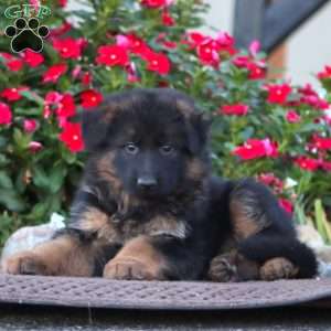 Penny, German Shepherd Puppy