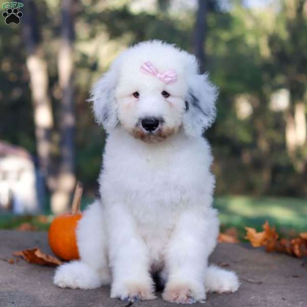 Penny, Sheepadoodle Puppy
