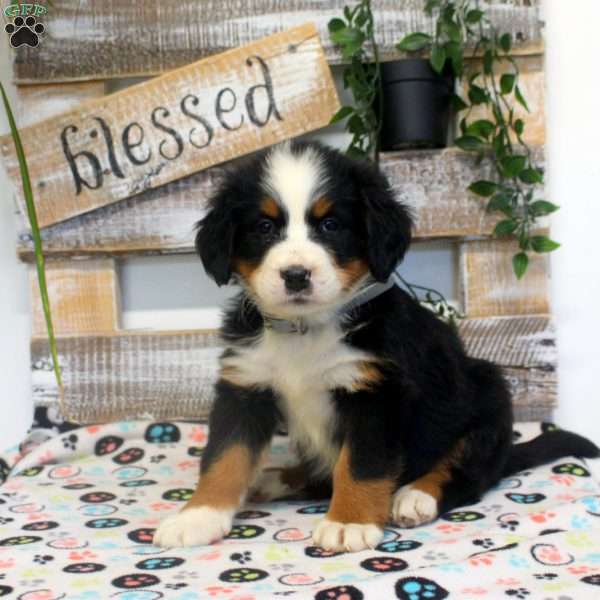 Pepper, Bernese Mountain Dog Puppy