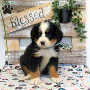 Pepper, Bernese Mountain Dog Puppy