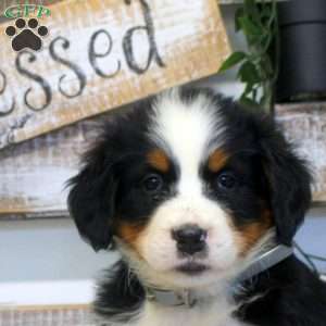 Pepper, Bernese Mountain Dog Puppy