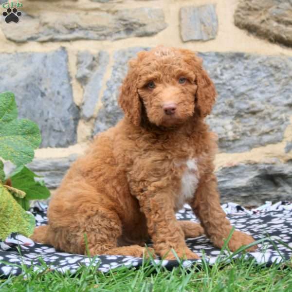 Pepper, Goldendoodle Puppy