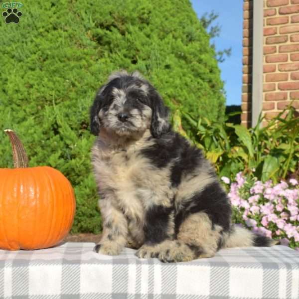 Pepper, Bernedoodle Puppy