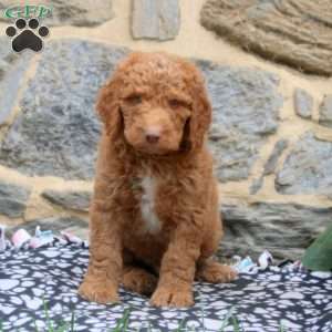 Pepper, Goldendoodle Puppy