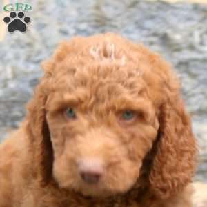 Pepper, Goldendoodle Puppy