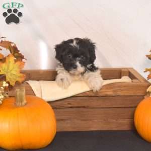 Peppermint, Shih-Poo Puppy