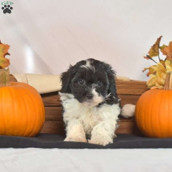 Peppermint, Shih-Poo Puppy