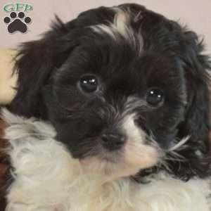 Peppermint, Shih-Poo Puppy