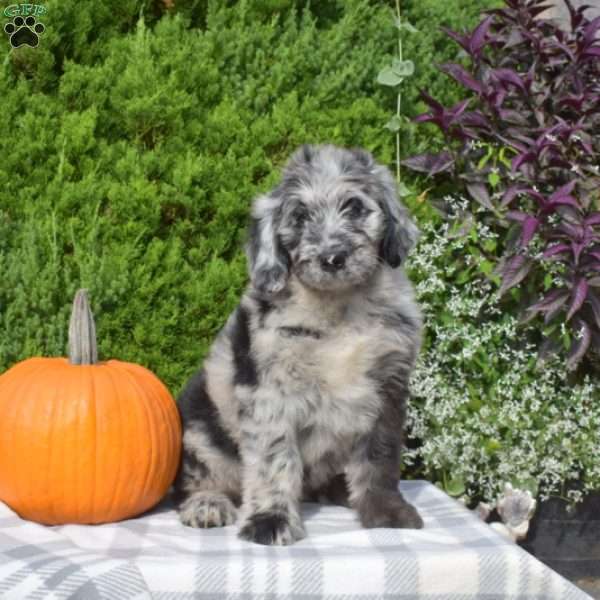 Peppermint Patty, Bernedoodle Puppy