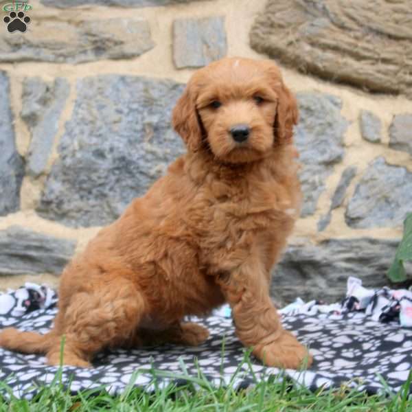 Pepperoni, Goldendoodle Puppy