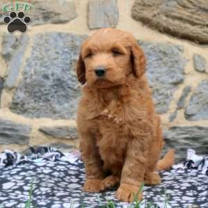 Pepperoni, Goldendoodle Puppy