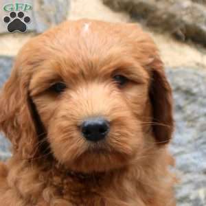 Pepperoni, Goldendoodle Puppy