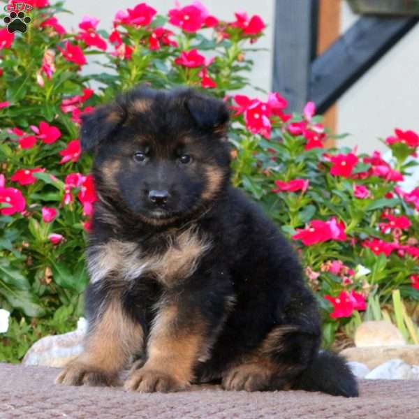 Pepsi, German Shepherd Puppy