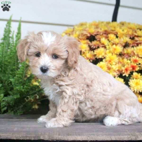 Percy, Maltipoo Puppy