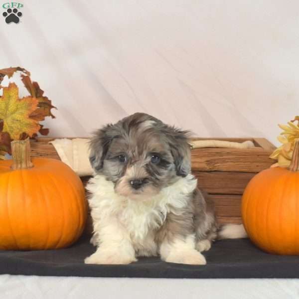 Percy, Shih-Poo Puppy