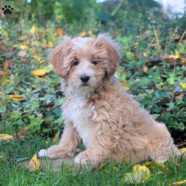 Percy, Maltipoo Puppy