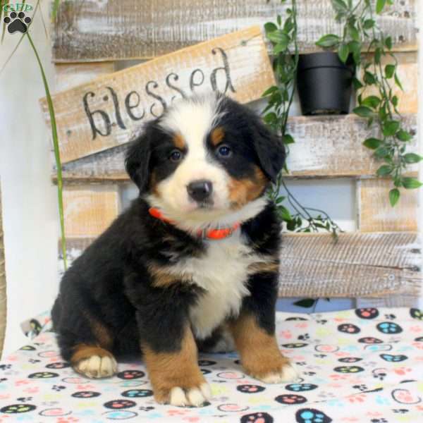 Percy, Bernese Mountain Dog Puppy