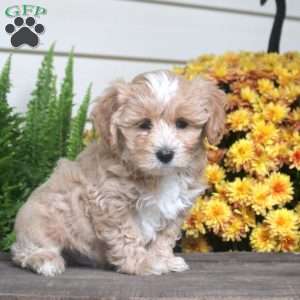 Percy, Maltipoo Puppy
