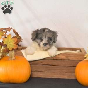 Percy, Shih-Poo Puppy