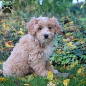 Percy, Maltipoo Puppy