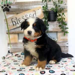 Percy, Bernese Mountain Dog Puppy
