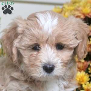 Percy, Maltipoo Puppy